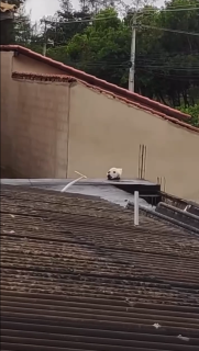 屋根の上に犬の顔！？と思ったら…