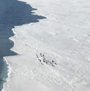 氷が割れて孤立する危機のペンギン