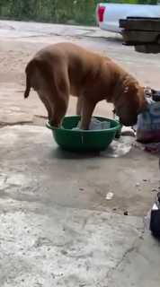 犬が桶の中で休もうとして桶を破壊