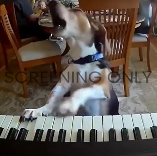 歌うピアニスト犬