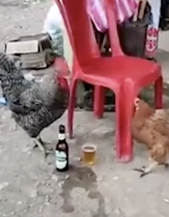 ビールを飲む鶏