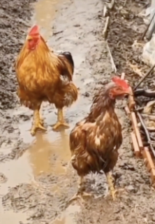 雨から優しく守る鶏