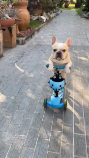 おもちゃのスクーターを完璧に乗りこなす犬