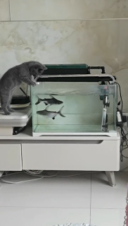 水槽の水で遊ぶ子猫に魚が仕返し
