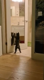 鏡にうつる猫の正体を見破れない猫
