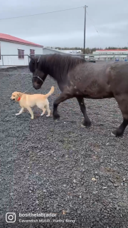 馬を散歩させる犬