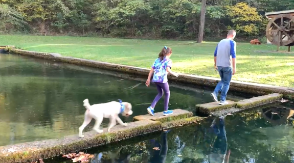ジャンプの目測を誤り池ポチャした犬