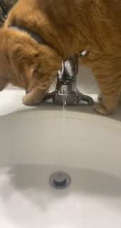 永遠に水が飲めなさそうな猫
