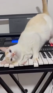 突然鳴り響いたピアノの音に驚く猫