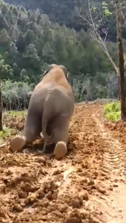 泥の坂道を滑って遊ぶゾウ