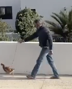 鶏を散歩させる男