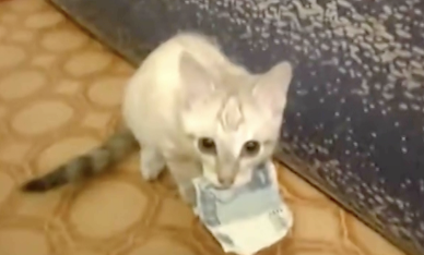お金を盗む猫