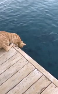 釣り名人な猫
