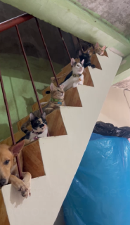 階段にきれいに並ぶ猫と犬