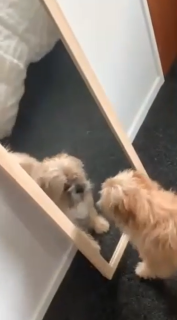 鏡の中の自分をボコボコにする犬