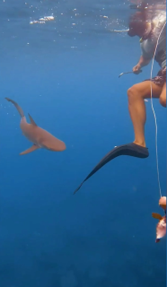 ダイバーの魚に食らいつくサメ