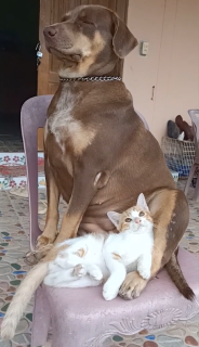 足で猫を抱きしめる犬