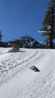 雪滑りをする犬