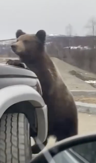 見物する車を押して遊ぶ熊