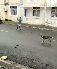 大縄跳びで遊ぶ犬