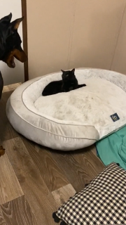 犬のベッドから一切動く気のない猫