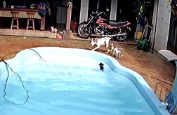 プールで溺れた子犬を助けた犬