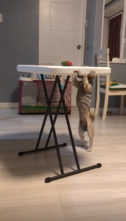 テーブルの上のおもちゃを取るために頭を使った犬