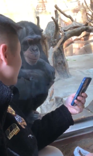 男性と仲良く携帯で動物映像を見るチンパンジー