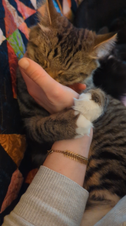 飼い主の手を抱きしめながら眠る猫