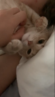 飼い主の首をベッドにする猫