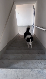 階段を上手く使って一人ボール遊びをする犬