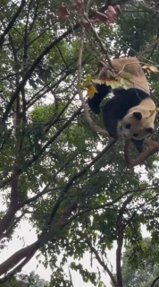 木の枝に絡まって落下する不器用パンダ