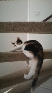 ショートカットをして階段を一気に駆け上がる猫