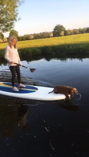 SUPボードの上で泳ぐ犬