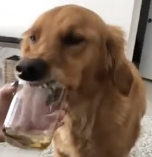 険しい表情でジュースを飲む犬