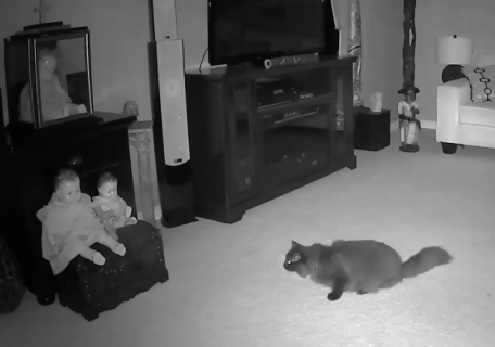 幽霊が見えてる猫