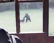 熊と仲良く遊ぶ犬