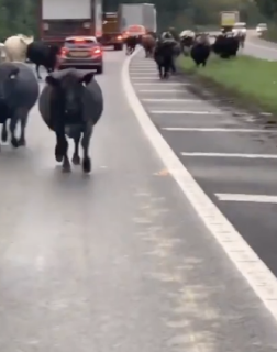 渋滞の原因は牛の群れ