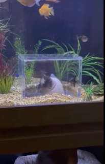 水槽の中から覗く猫
