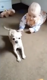 ハイハイを教える犬