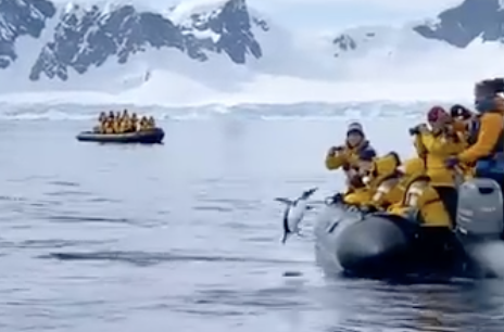 シャチから逃げてボートに飛び乗るペンギン