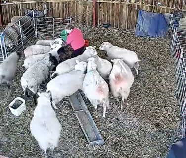 羊の餌やり中に羊にもみくちゃにされる女性