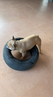 タイヤに乗りながら運ぶ犬