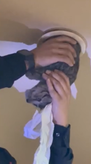 天井の照明器具の穴から救出された猫