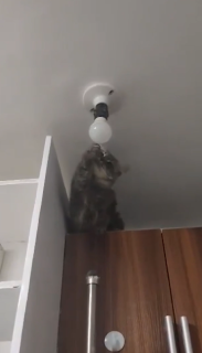 電気をつけて満足気な猫