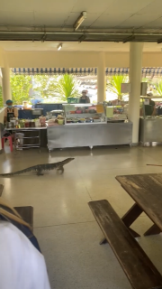 大学の食堂で暴れるオオトカゲ