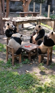 テーブルを囲んで食事する4頭のパンダ
