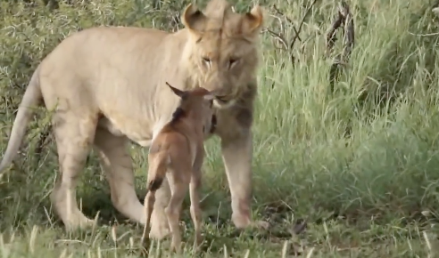 ヌーの赤ちゃんを守るメスライオン