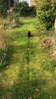 必ず草にできた跡の上を歩く猫