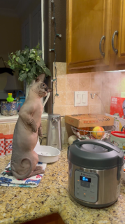 炊飯器の蒸気を不思議そうに見つめる猫